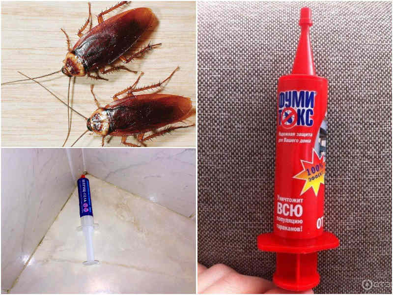Как бороться с тараканами в квартире, лучшее средство от тараканов