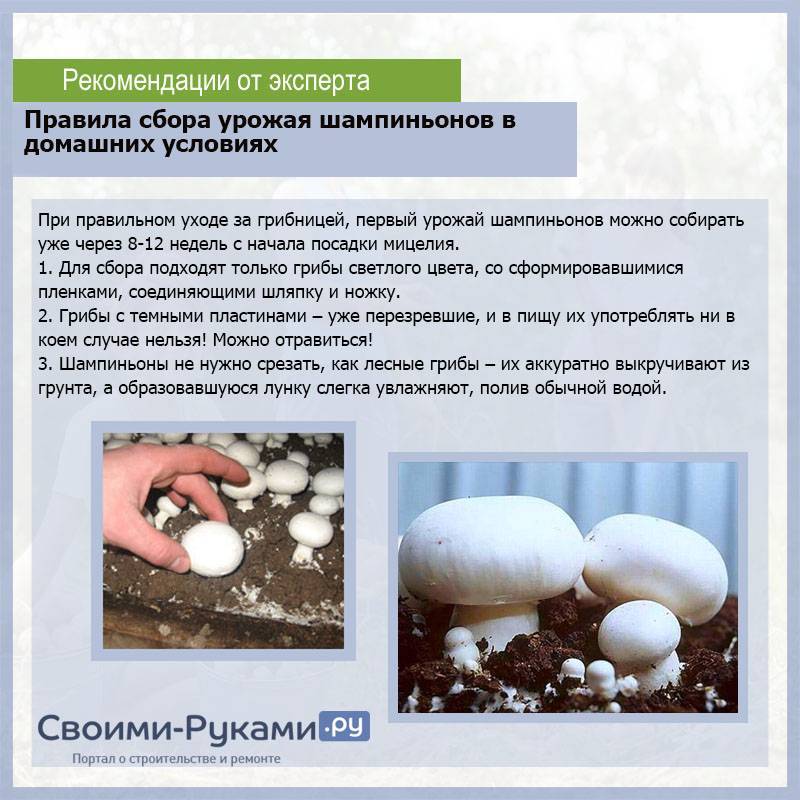 Культивируемые грибы и условия выращивания. Условия выращивания шампиньонов. Как выращивают шампиньоны. Шапенён выращивание. Как выращивать грибы.