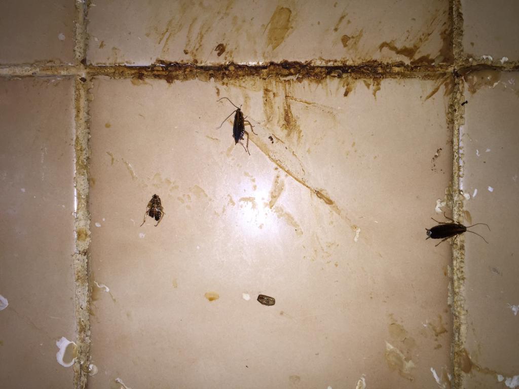 Избавляемся от насекомых в ванной