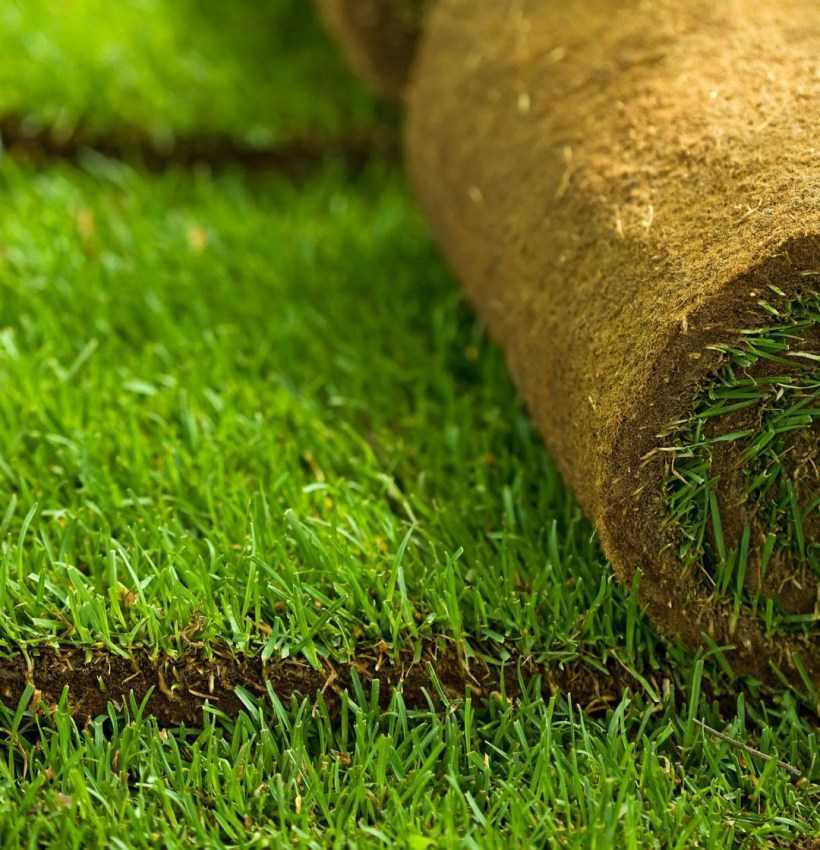 Как выбрать газонную траву для дачи — ТОП-5 лучших и рекомендации по выбору