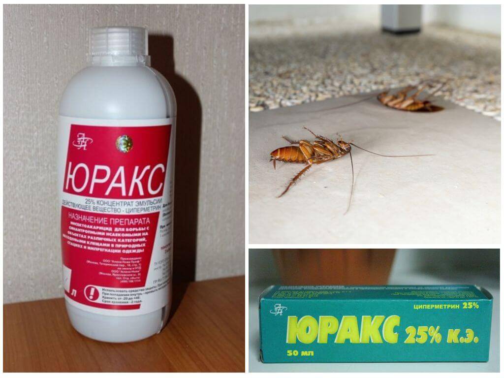 Как бороться с тараканами в квартире, лучшее средство от тараканов