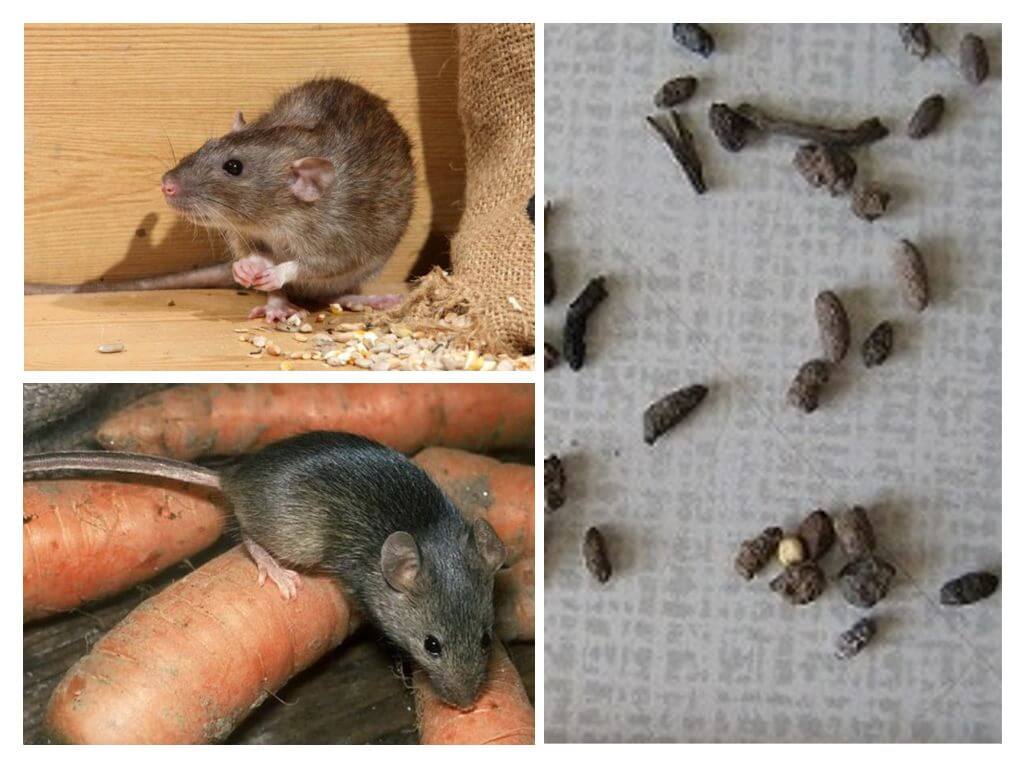 Избавиться от домашних мышей