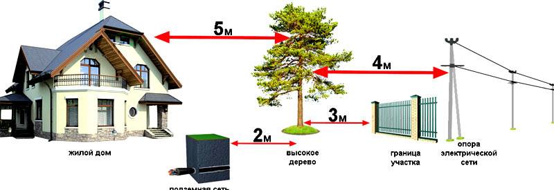 Расстояние высадки деревьев по санитарным правилам