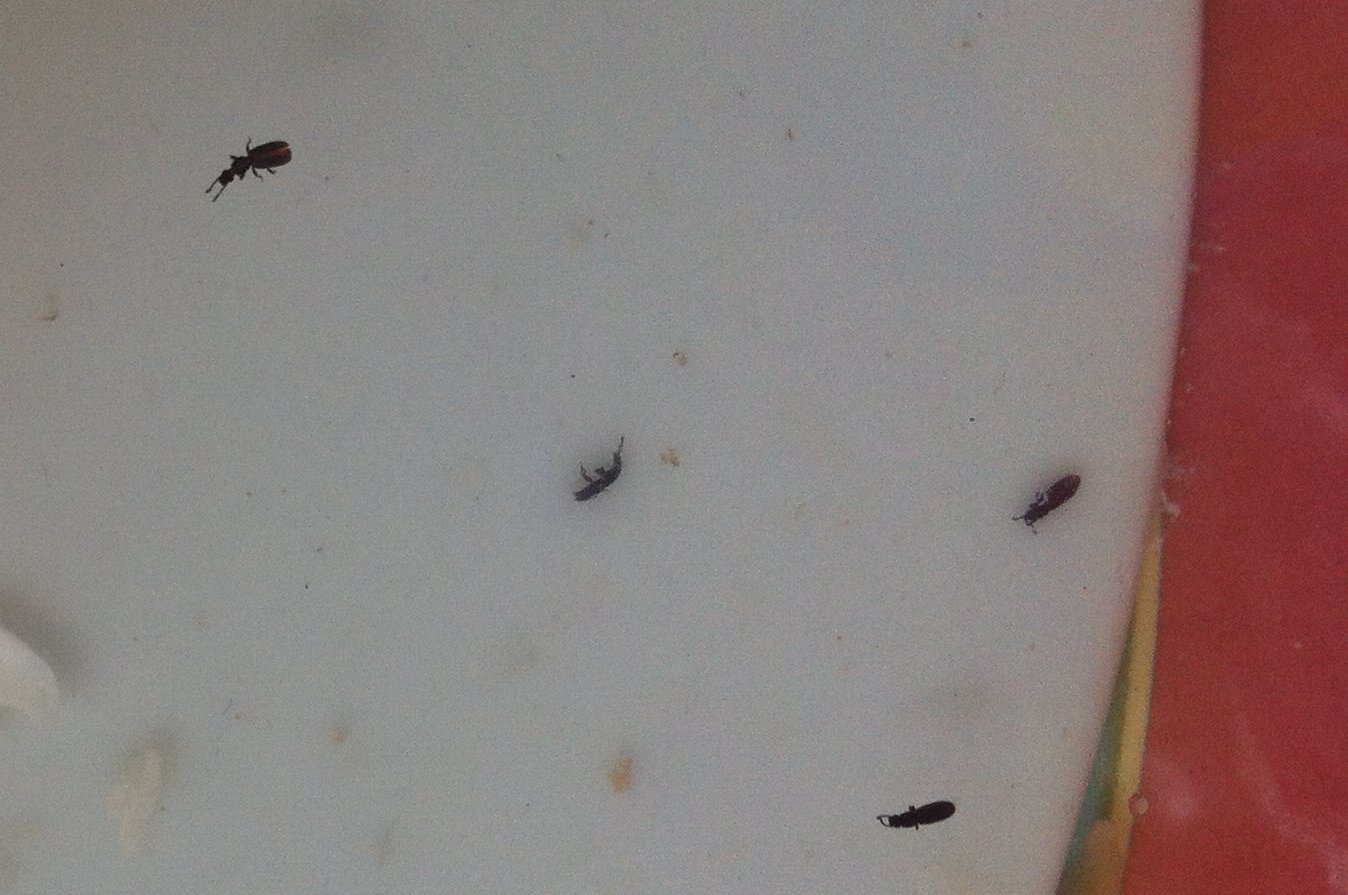 Избавляемся от насекомых в ванной