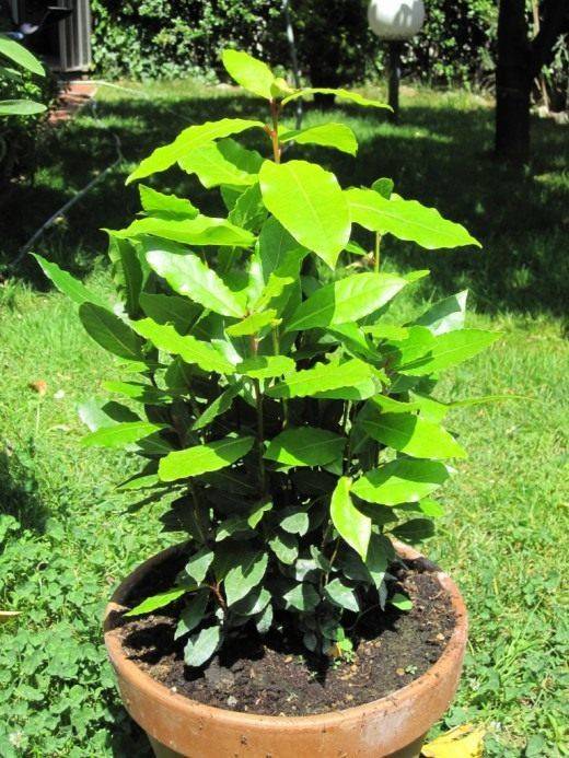 Лавровое дерево — выращиваем самостоятельно