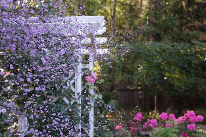 Василистник делавея — очаровательное украшение сада: выращивание и использование в дизайне