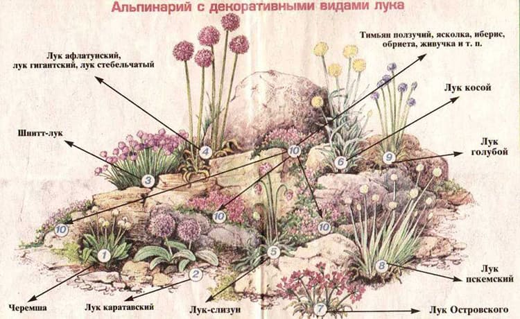 Альпинарий: виды, устройство, растения