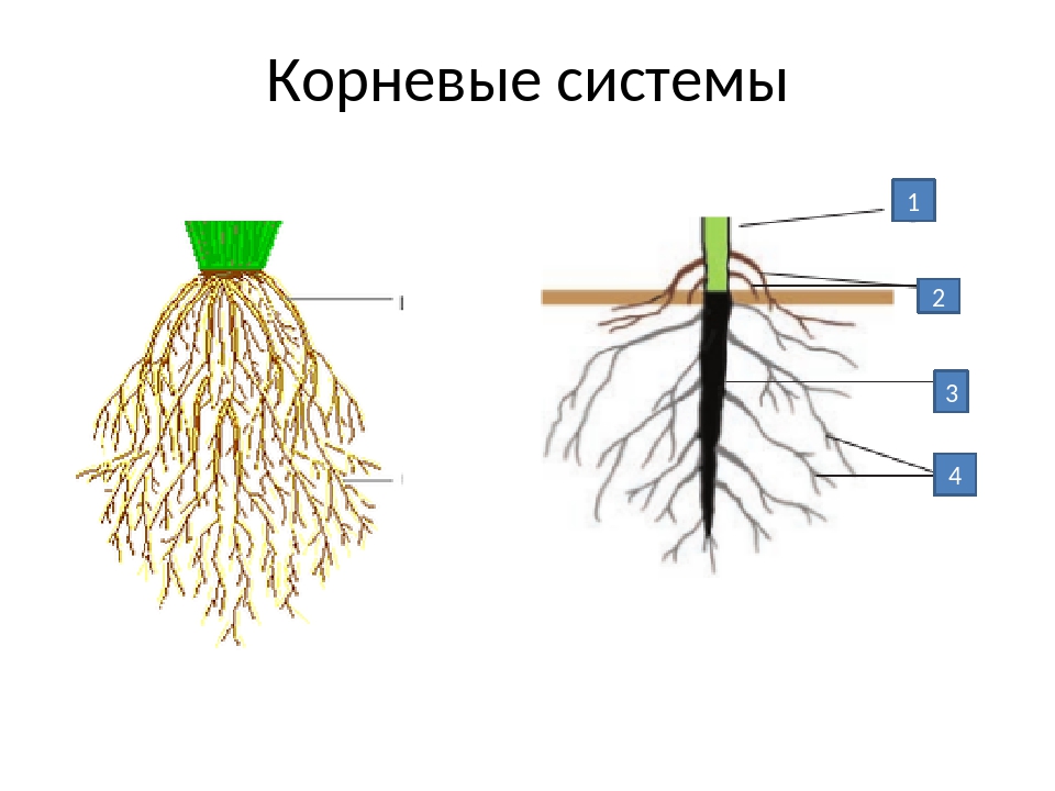 Мочковатая корневая система рисунок с подписями