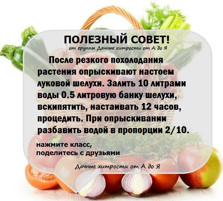 Полезный текст. Полезные советы. Полезные СОВЕТЫСОВЕТЫ. Советы для дачников и огородников. Полезные советы дачнику и огороднику.