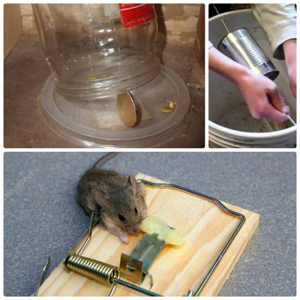 Методы, чтобы не было мышей в доме