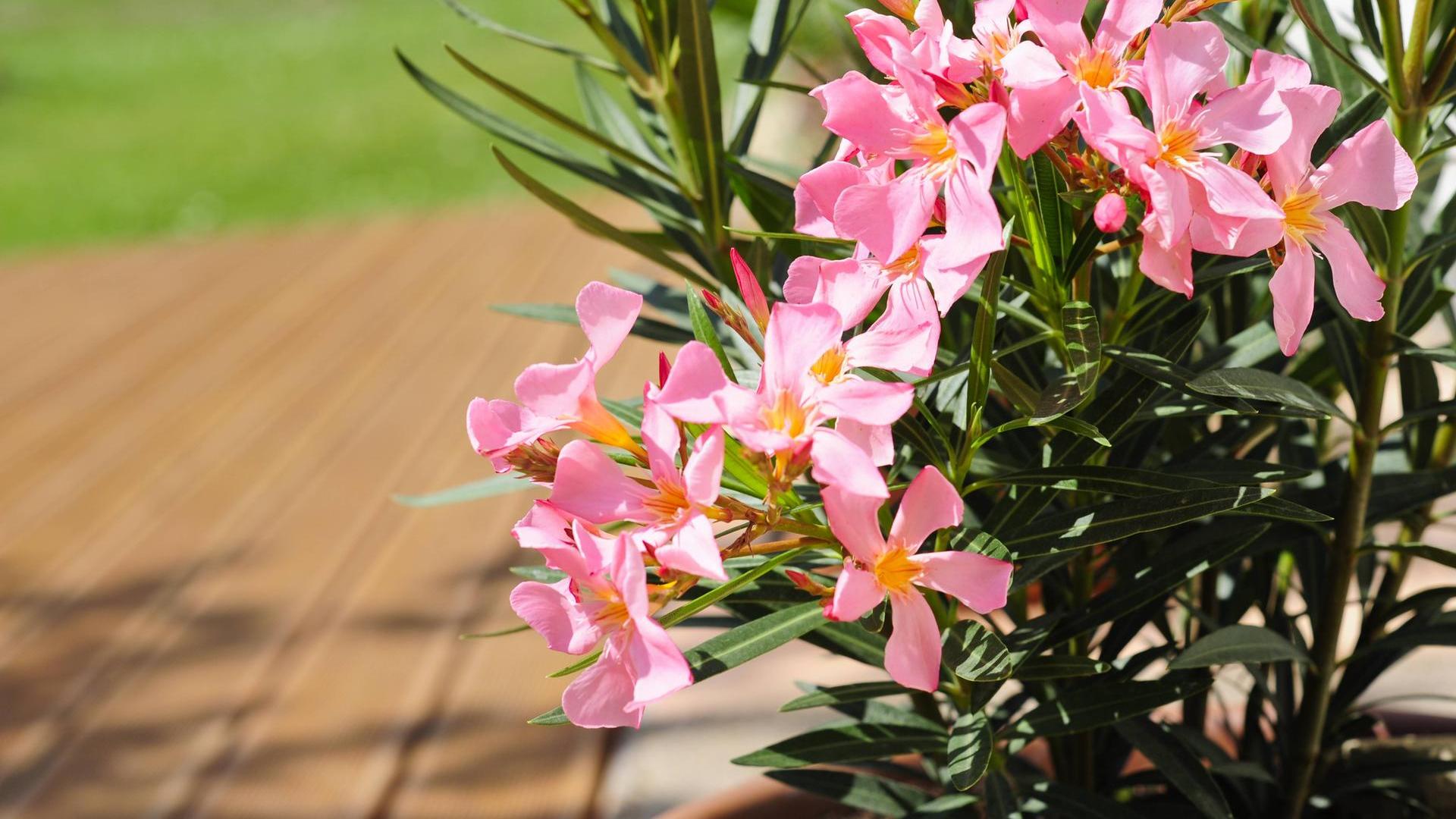 Олеандр обыкновенный — благоухающий кустарник для вашего сада